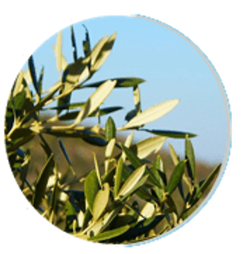 Olive Leaf — ingredient in Neuro Serge